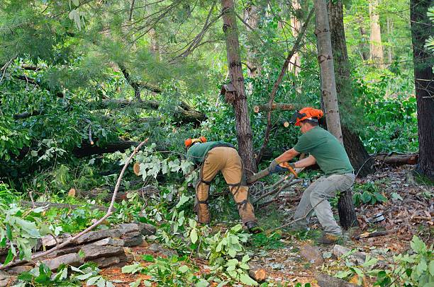 Reliable Mountain Home, AR Tree Services Solutions