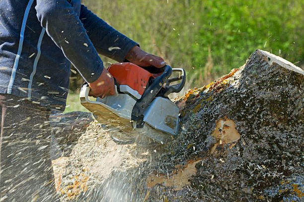 How Our Tree Care Process Works  in  Mountain Home, AR